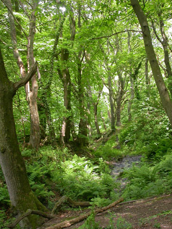 Wealden Wood