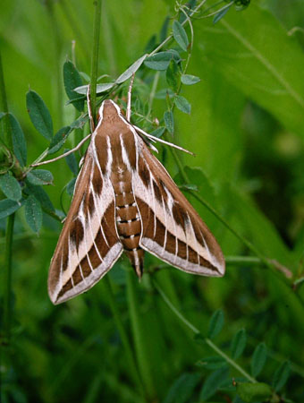 Striped Hawk-moth