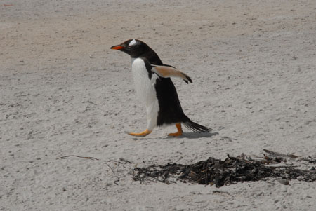 Gentoo Penguin