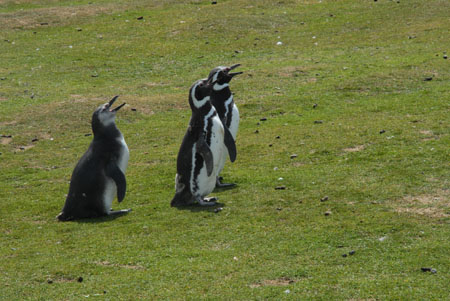 Magellanic Penguins