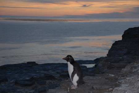 Rockhopper Penguin at Dusk