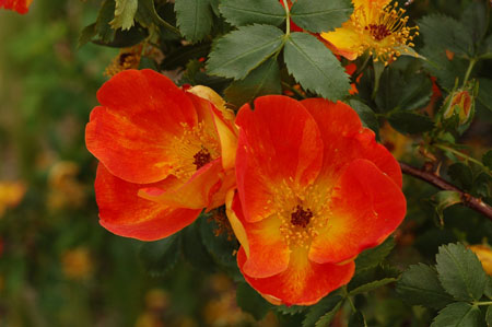 Roses, Santa Fe, New Mexico, USA