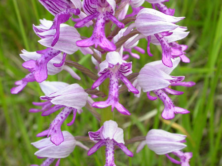 Military Orchid