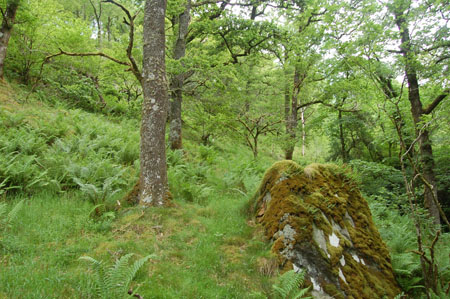 Glasdrum NNR, Western Scotland