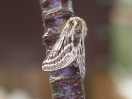 Belted Beauty Moth