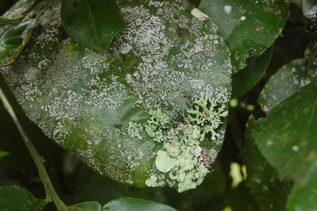 Foliicolous lichens, Sacha Lodge, Ecuador