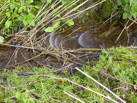 Sussex Stream