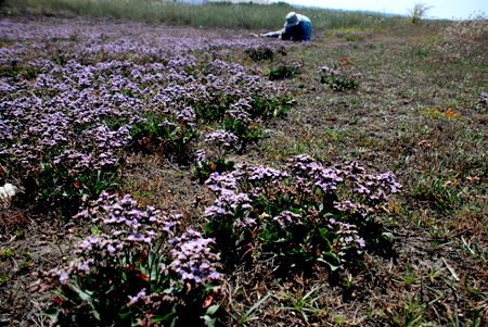 Limonium normannicum