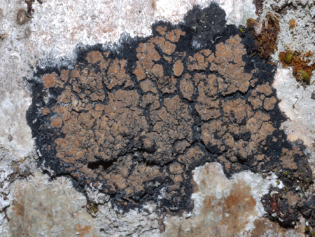 Fuscopannaria sampaiana, Foyers, Inverness